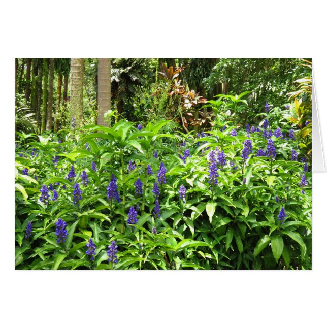 Blue Ginger Hälsningskort (Framsidan Horizontal)