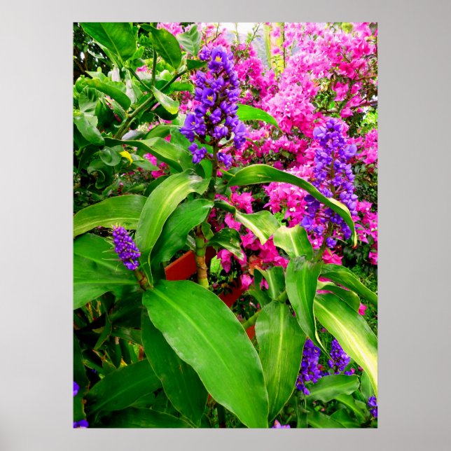 Blue Ginger och Bougainvillea Poster (Framsidan)