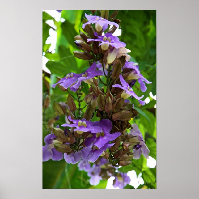 Blue Ginger Poster (Framsidan)