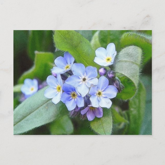 Blue Glöm mig inte Blommor Vykort (Framsida)