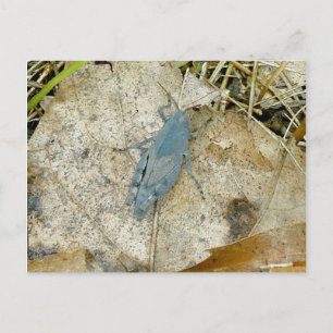 Blue Grashopper Postcard Vykort