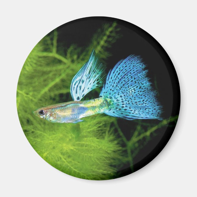 Blue Grass Guppy Magnet (Framsidan)