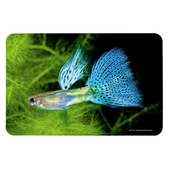 Blue Grass Guppy Magnet (Horisontell)