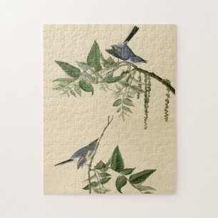 Blue-Grått Fly-catcher - Audubon's Birds of Americ Pussel