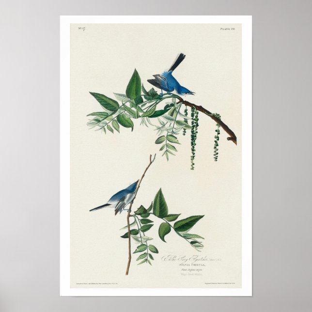 Blue-Grått Fly-catcher av Audubon Poster (Framsidan)