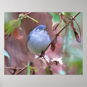 Blue-Grått Gnatcatcher Backyard Bird Poster