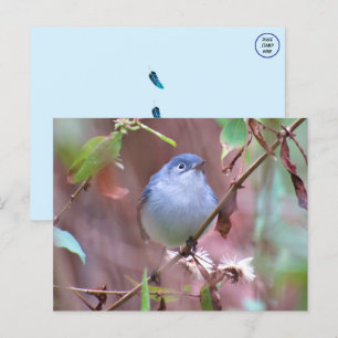 Blue-Grått Gnatcatcher Backyard Bird Vykort