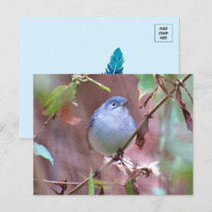 Blue-Grått Gnatcatcher Backyard Bird Vykort