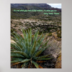Blue Grönt Agave Plant i Desert Mountains Arizona Poster