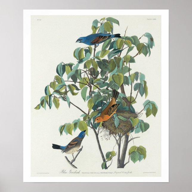 Blue Grosbeak by Audubon Poster (Framsidan)