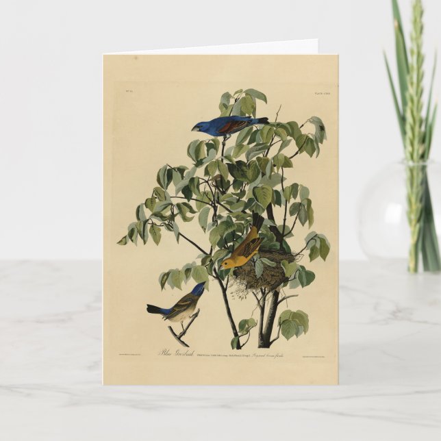 Blue Grosbeak från Audubon's Birds of America Kort (Framsida)