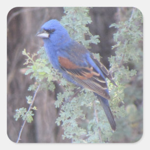 Blue Grosbeak Fyrkantigt Klistermärke