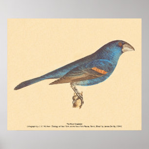 Blue Grosbeak, James De Kays New York Birds Poster