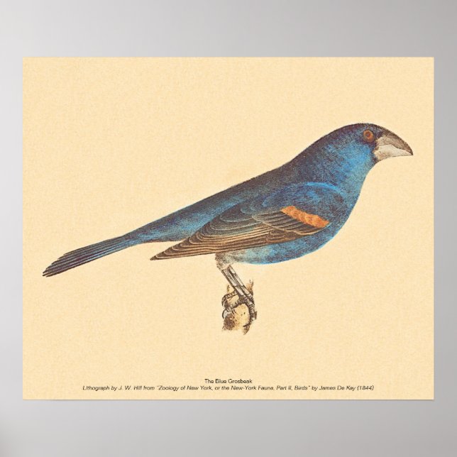 Blue Grosbeak, James De Kays New York Birds Poster (Framsidan)