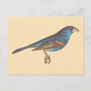 Blue Grosbeak, James De Kays New York Birds Vykort