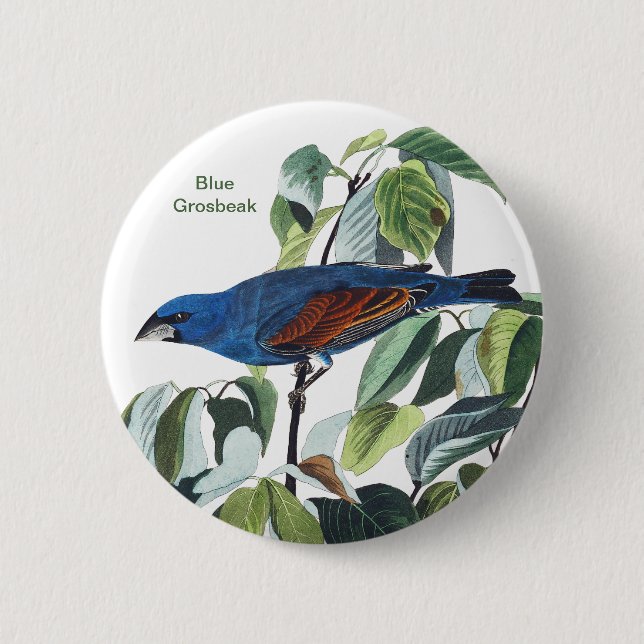 Blue Grosbeak, John James Audubon, Blue Bird Knapp (Framsida)