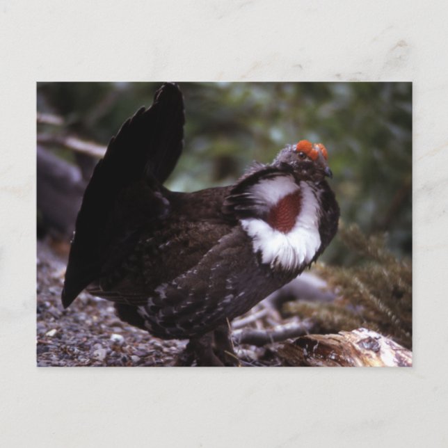 Blue Grouse Wildlife Series # 1-vykort Vykort (Framsida)