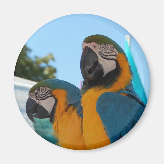 Blue & Guld Macaw Magnet (Framsidan)