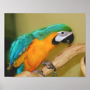 Blue Guld Macaw Parrot Photo Painting Poster