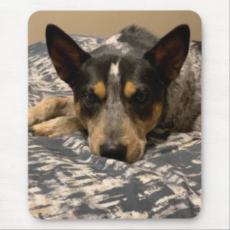 Blue Heeler Musmatta