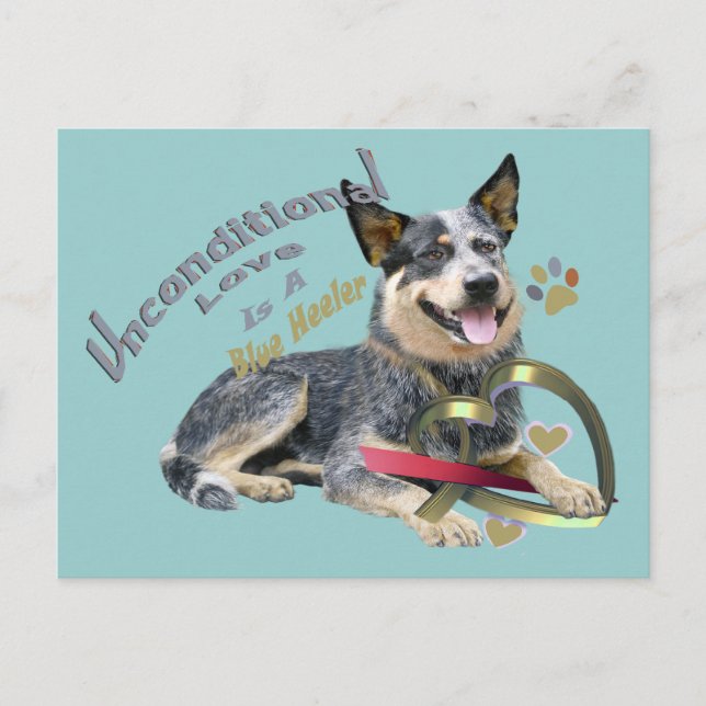 Blue Heeler Ovillkorlig Kärlek Vykort (Framsida)