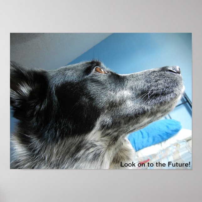 Blue Heeler Poster (Framsidan)