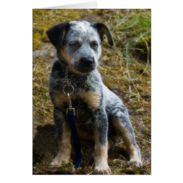 Blue Heeler Puppy Hälsningskort (Framsidan)