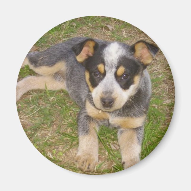 Blue Heeler Puppy Magnet (Framsidan)