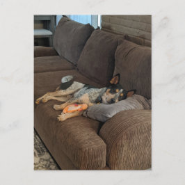Blue Heeler Väntar på Pappa till Kom Home Vykort