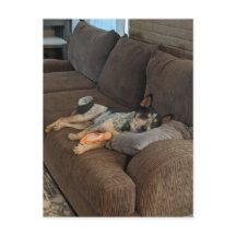 Blue Heeler Väntar på Pappa till Kom Home