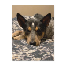 Blue Heeler