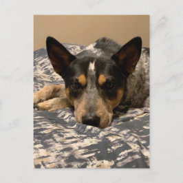 Blue Heeler Vykort