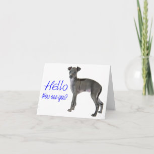 Blue Hej Grått Italienska Greyhound Puppy Hund Kort