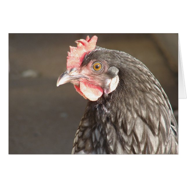 Blue Hen Hälsningskort (Framsidan Horizontal)