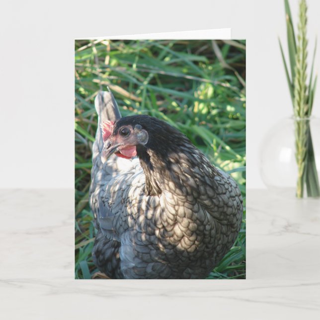 Blue Hen Kort (Framsida)