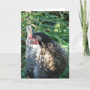 Blue Hen Kort