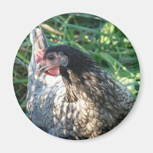 Blue Hen Magnet (Framsidan)