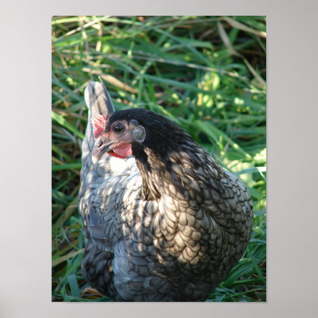 Blue Hen Poster (Framsidan)