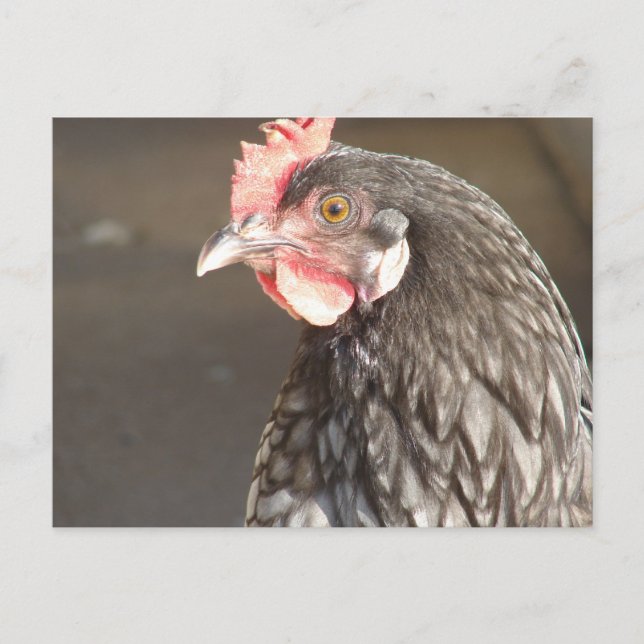 Blue Hen Vykort (Framsida)