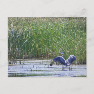 Blue Heron at Stillwater wildlife Hoge Fallon, N Vykort