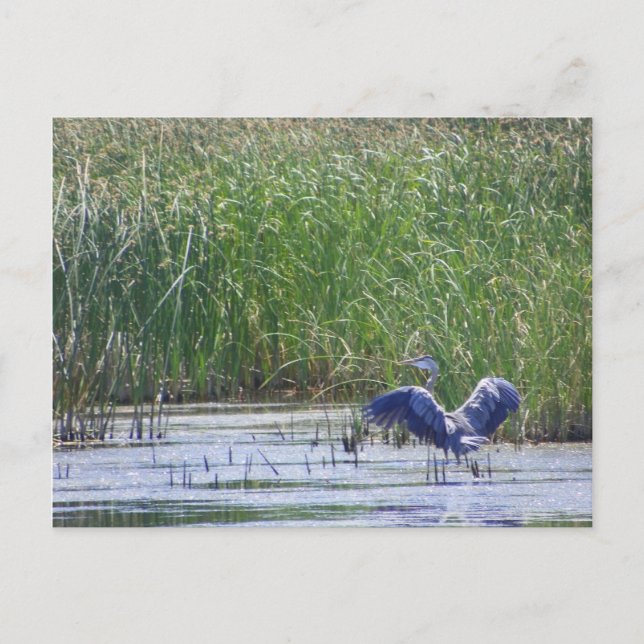 Blue Heron at Stillwater wildlife Hoge Fallon, N Vykort (Framsida)