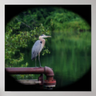 Blue Heron Bird Posing Natature Orton Art Poster