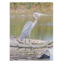 Blue Heron bord trasa