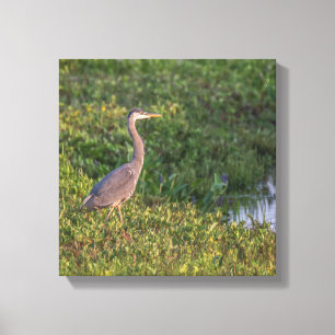 Blue Heron Canvastryck