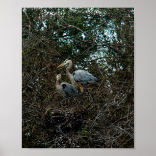 Blue Heron Family Birds Nest Träd Florida Poster
