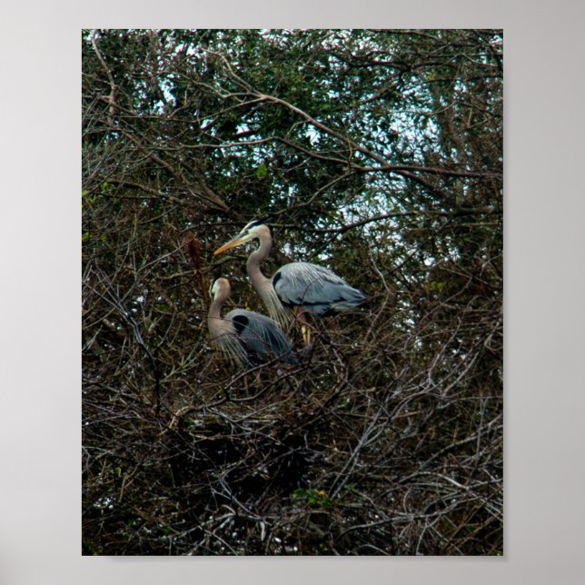 Blue Heron Family Birds Nest Träd Florida Poster (Framsidan)