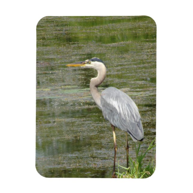 Blue Heron Flexible Photo Magnet (Vertikal)