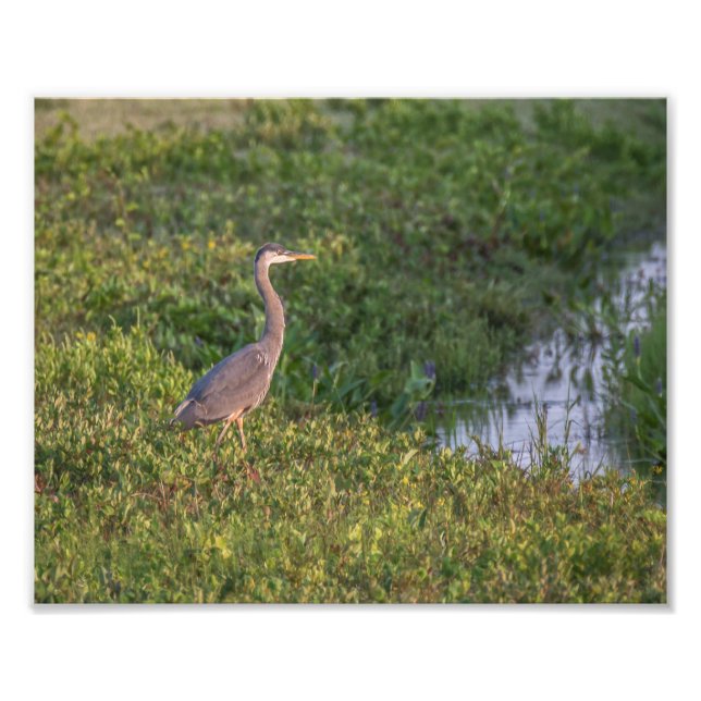 Blue Heron Fototryck (Framsidan)