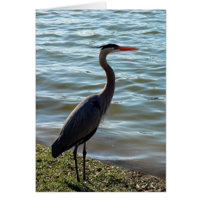 Blue Heron Hälsningskort (Framsidan)