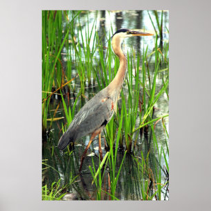 Blue Heron i Reeds Poster